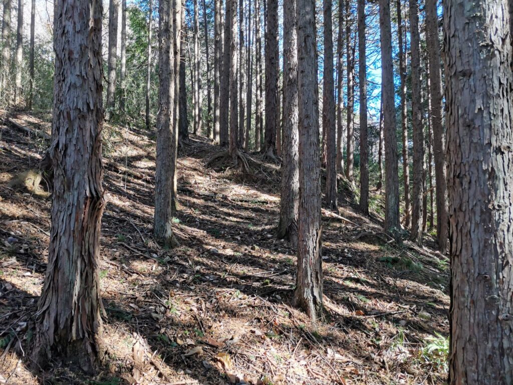 登山道