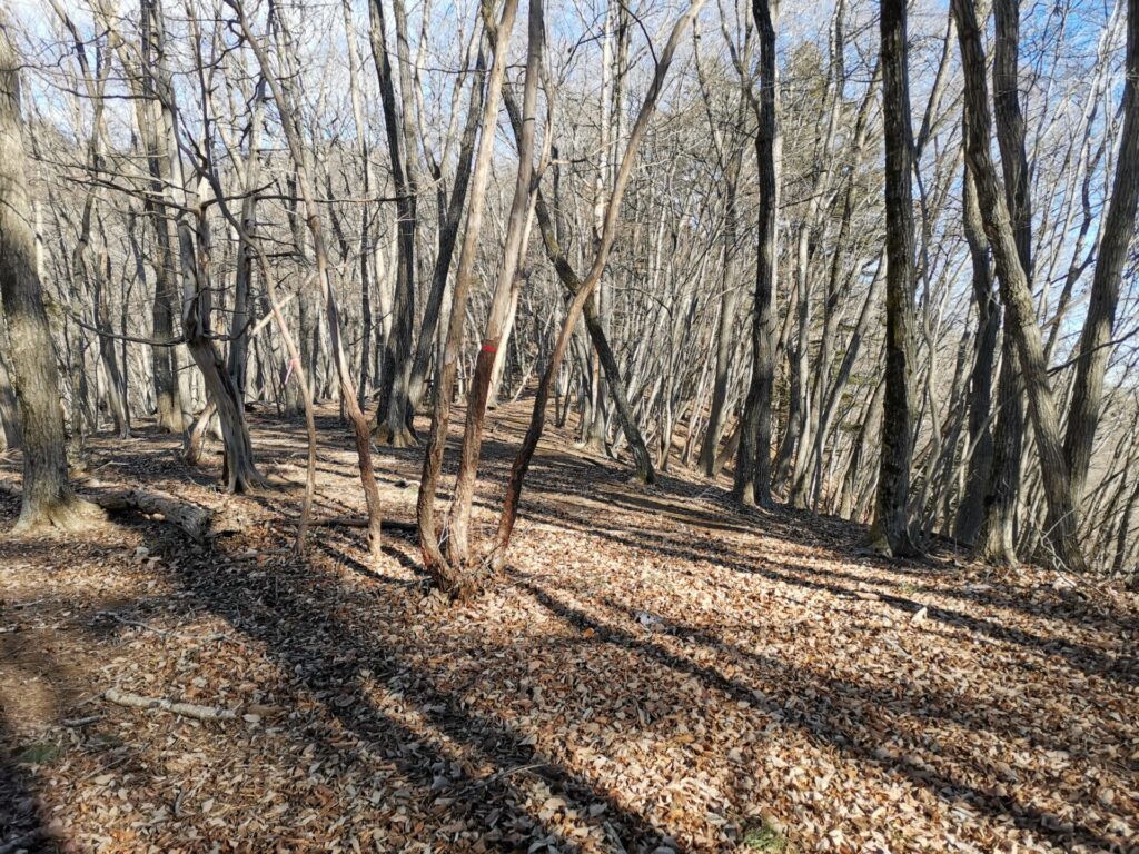 登山道