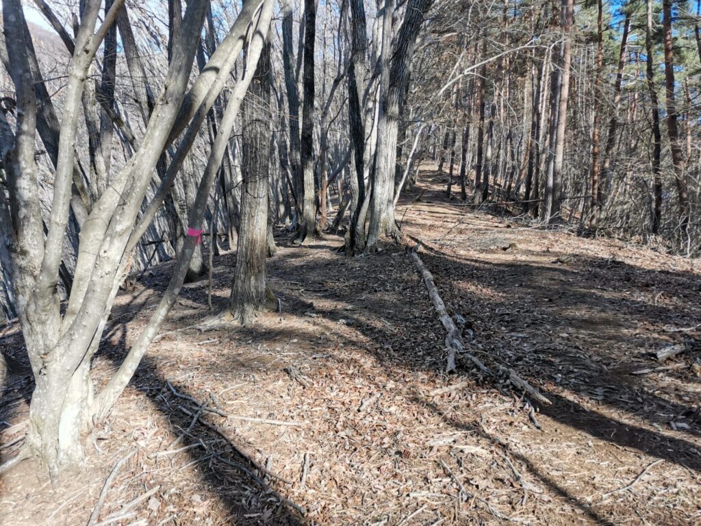 登山道