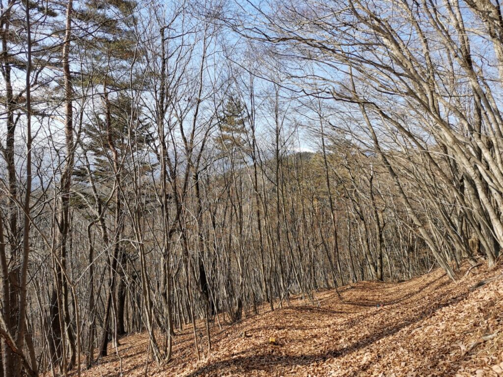 登山道