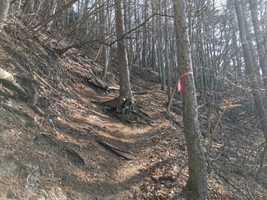 登山道 ピンクリボン