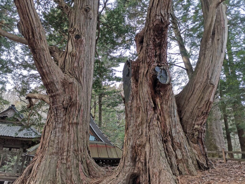 リョウメンヒノキ