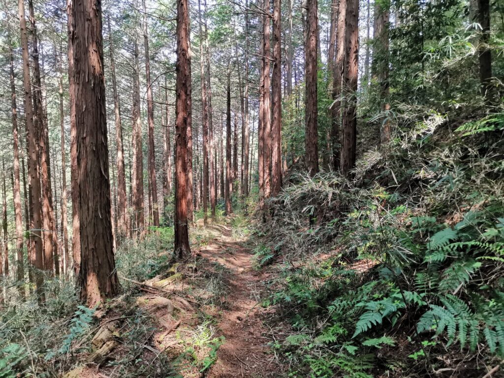 登山道
