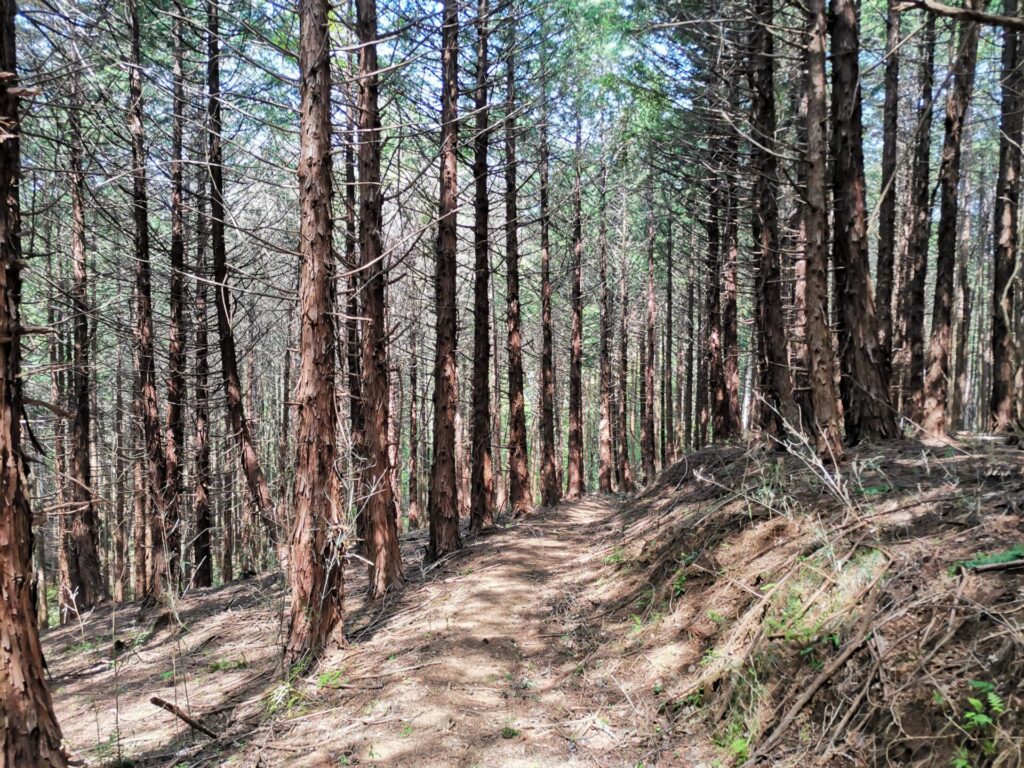 登山道