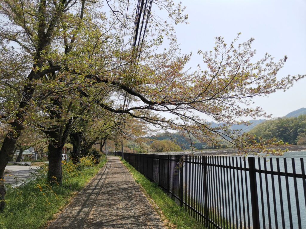 大野貯水池 桜