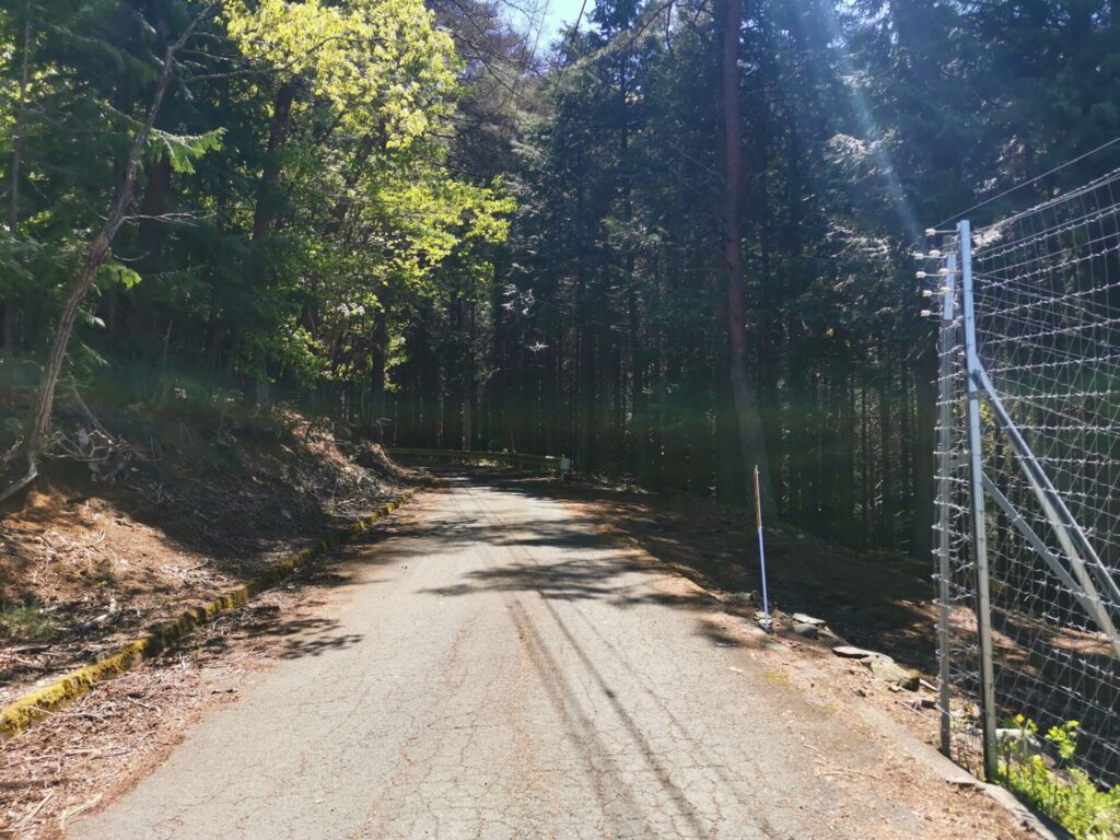 菱山深沢林道