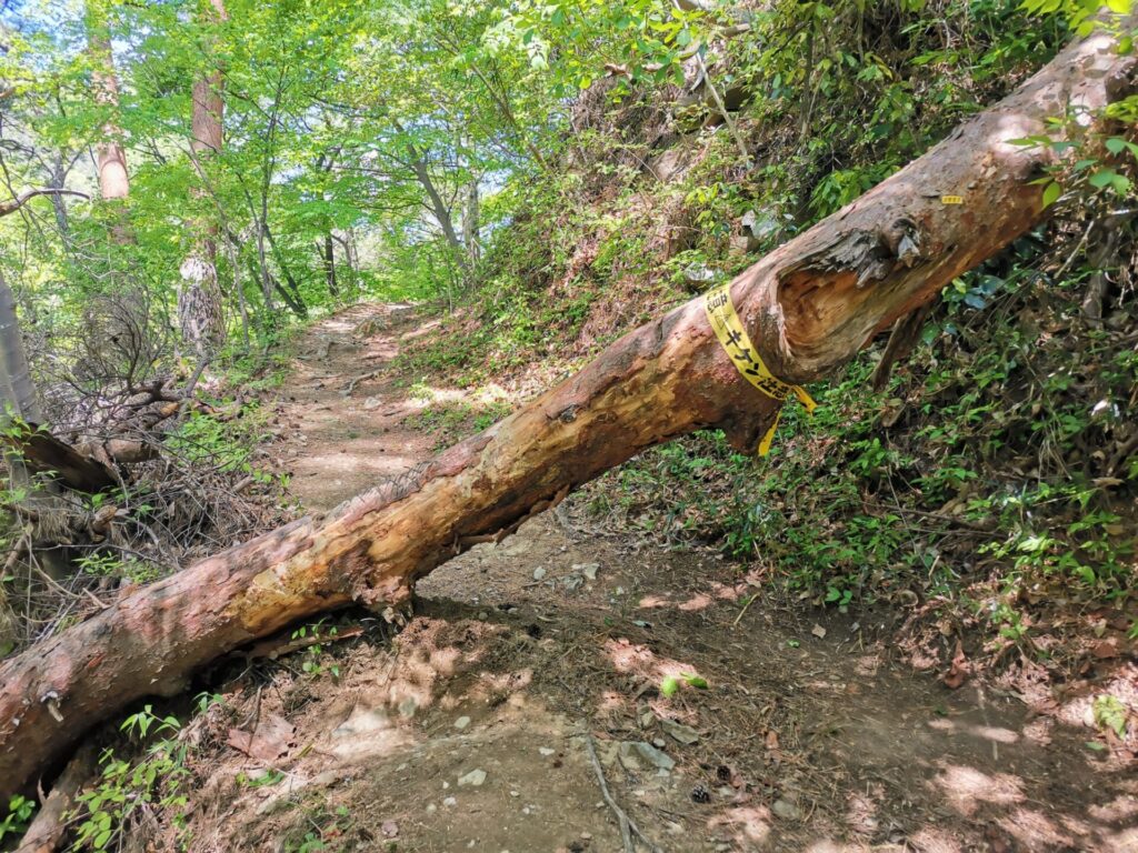 要害山 倒木