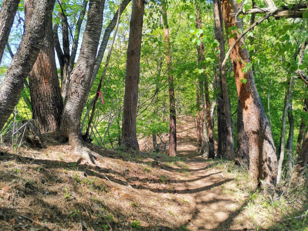登山道