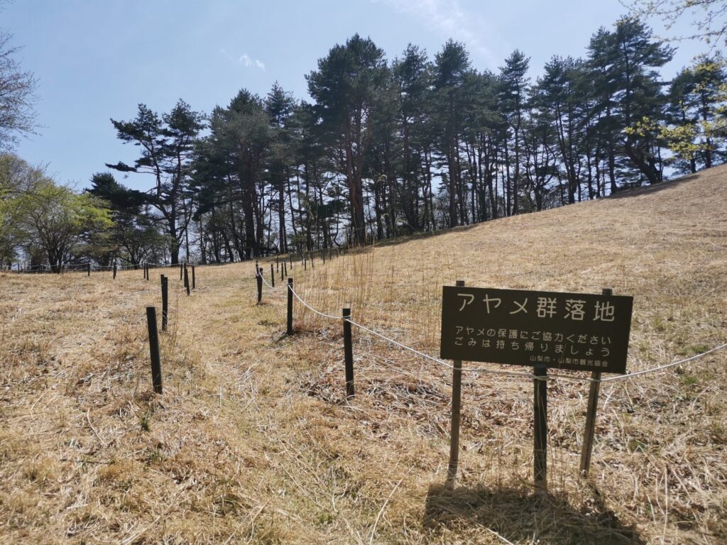アヤメ群落地
