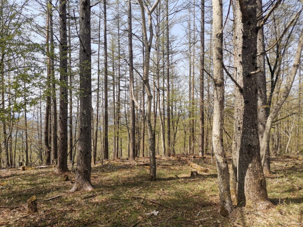奥帯那山 山頂