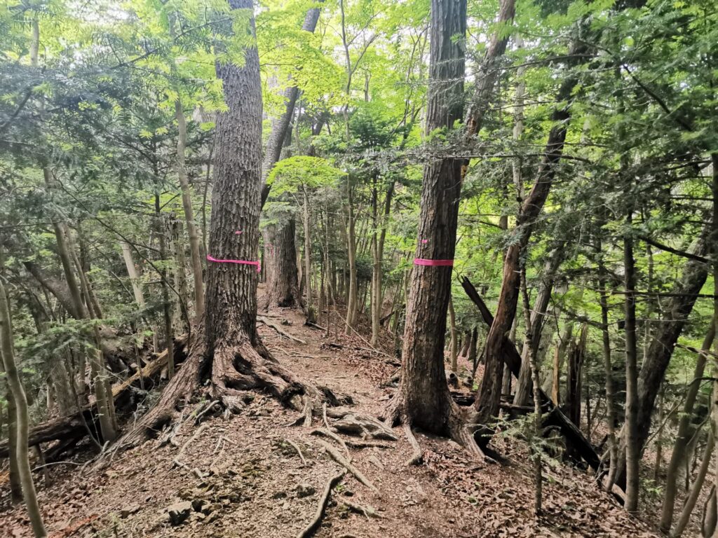 登山道