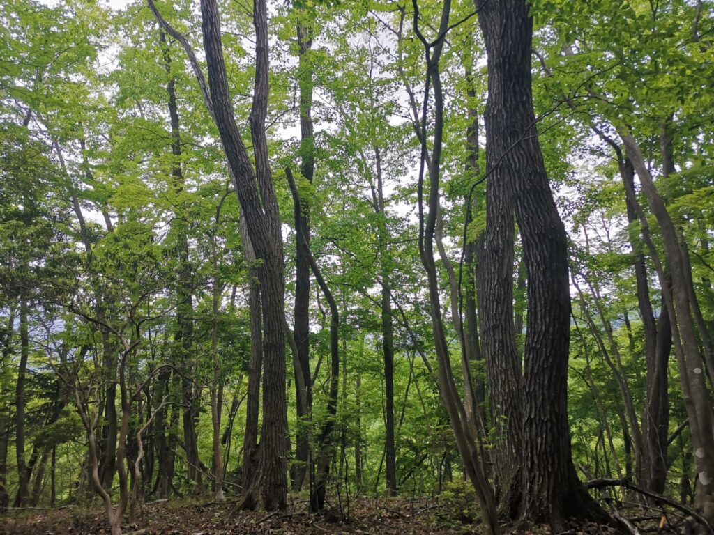 樹林