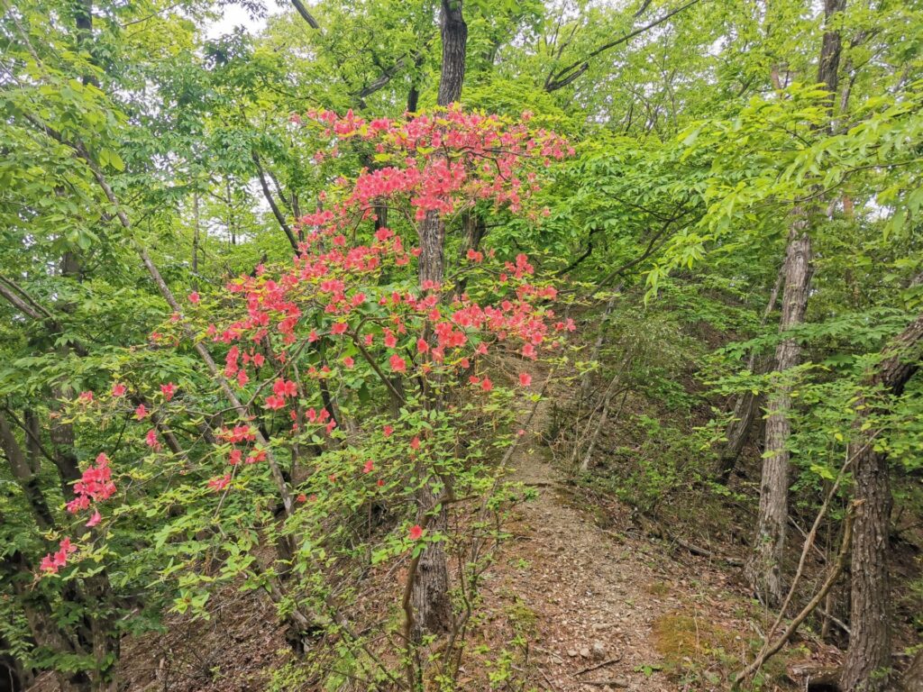 登山道