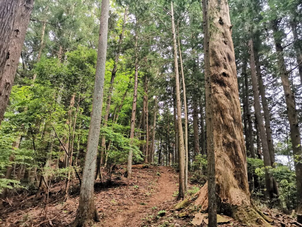 登山道