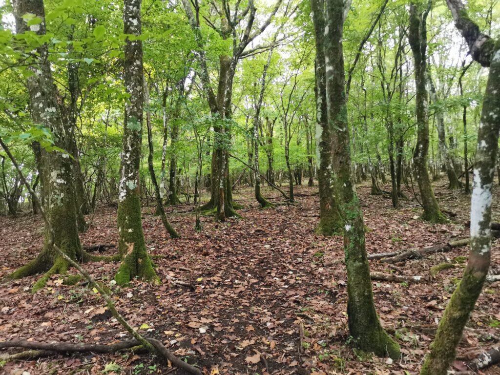 登山道