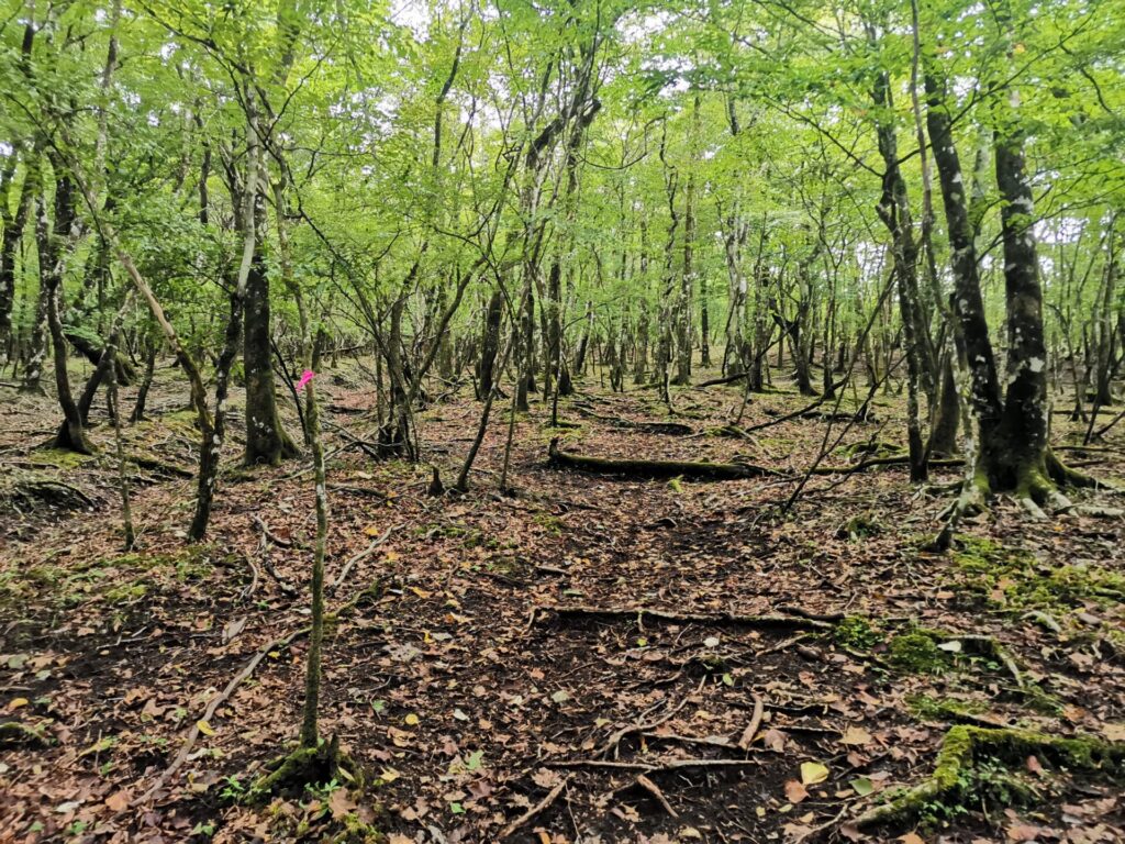 登山道