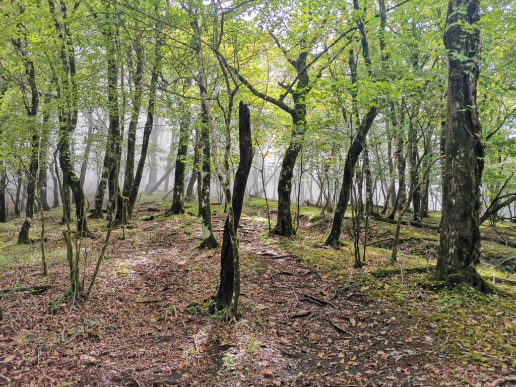 登山道