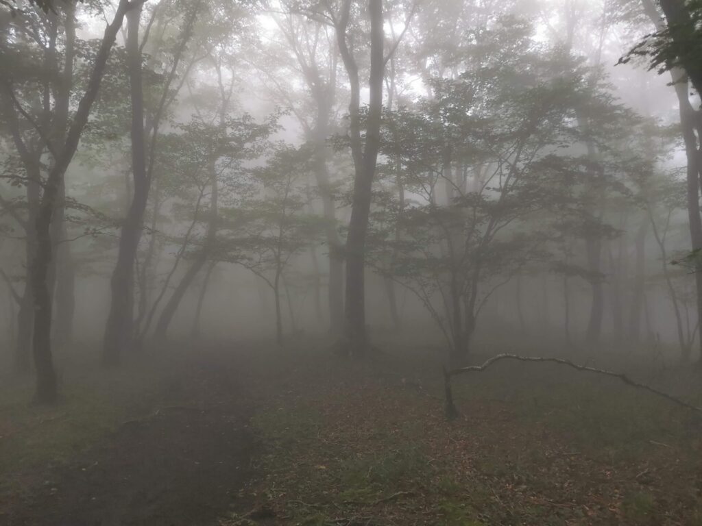 登山道 霧