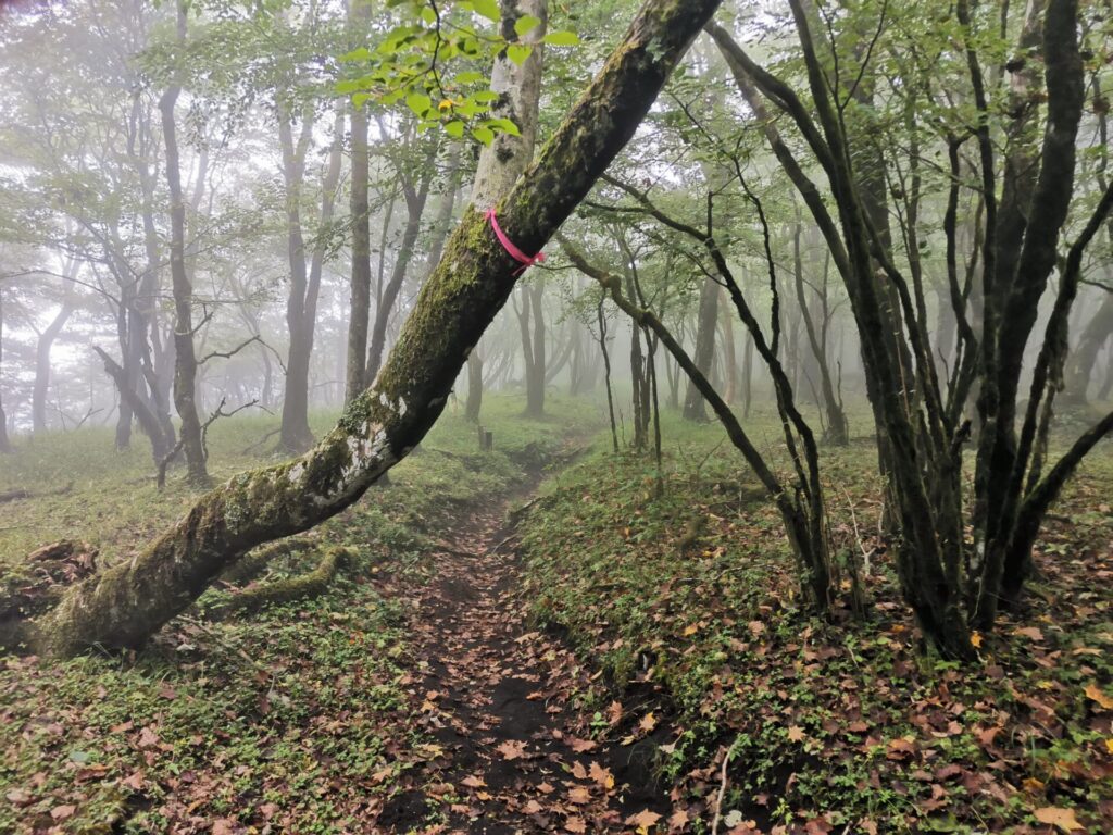 登山道