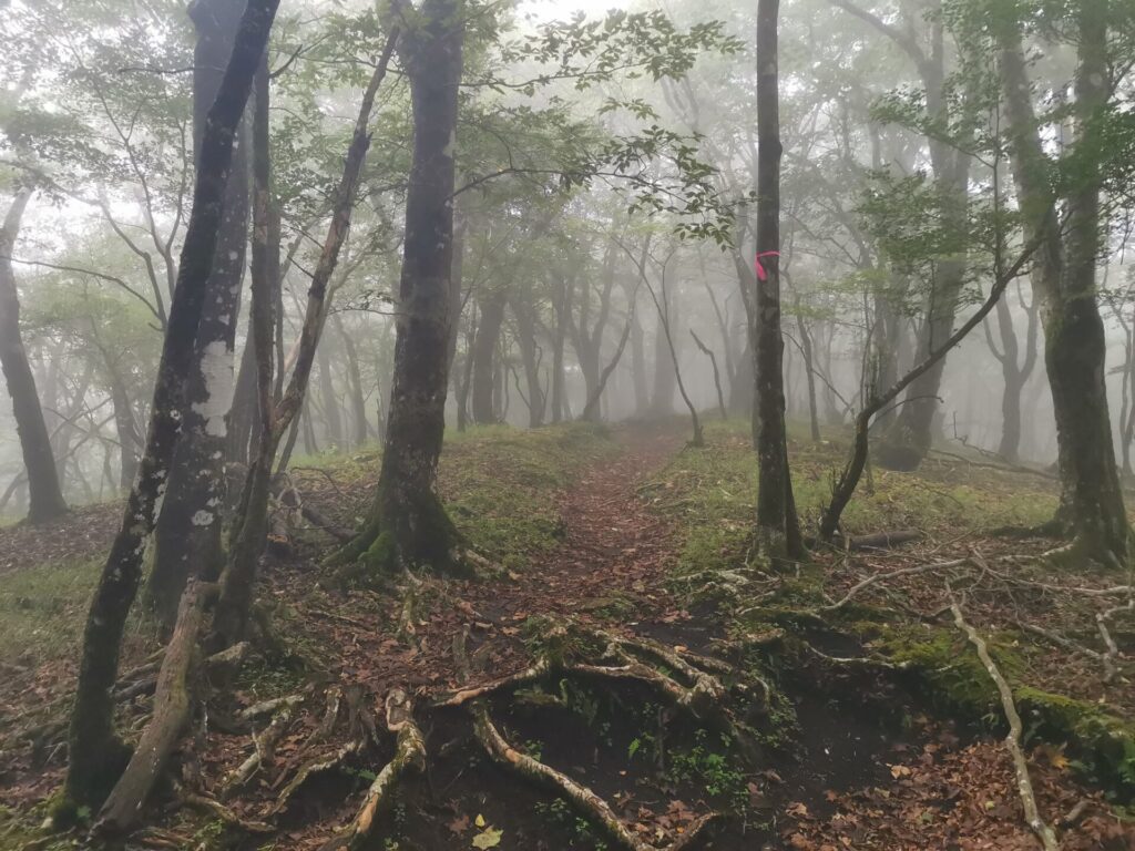 登山道