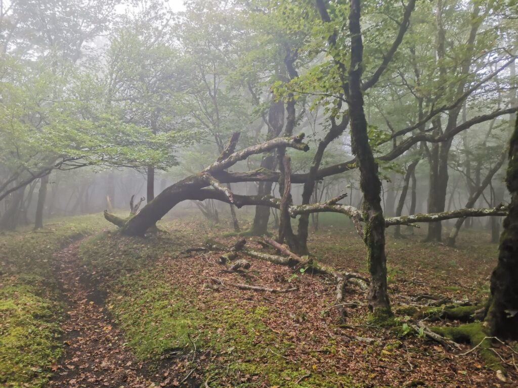 登山道