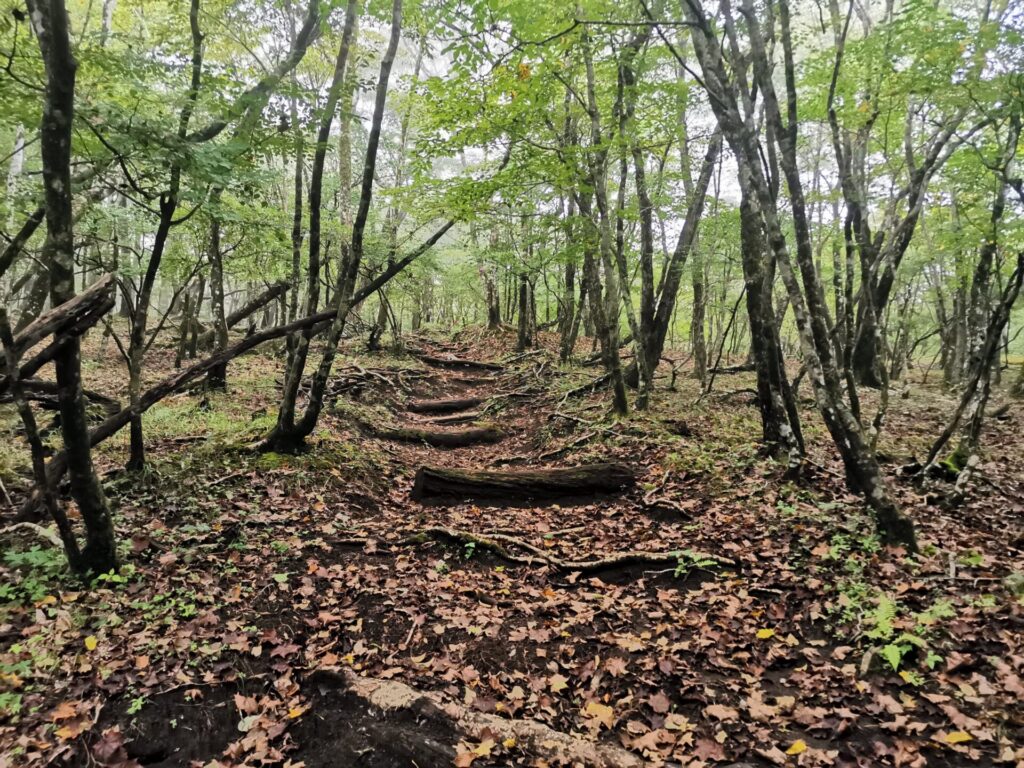 登山道