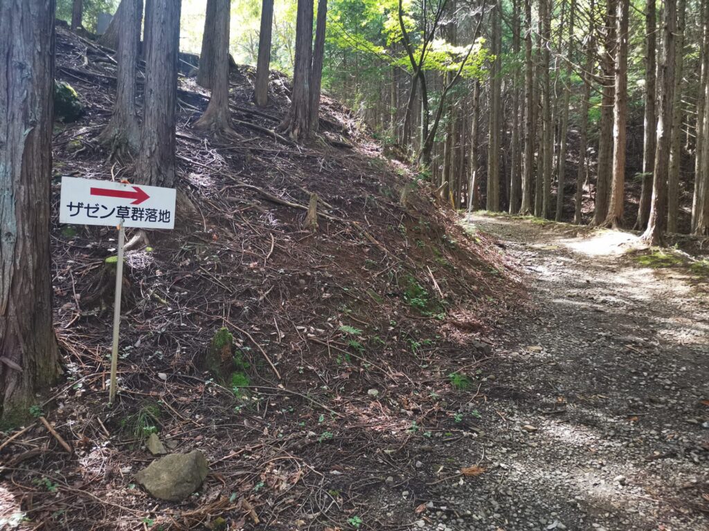 ザゼン草群落地