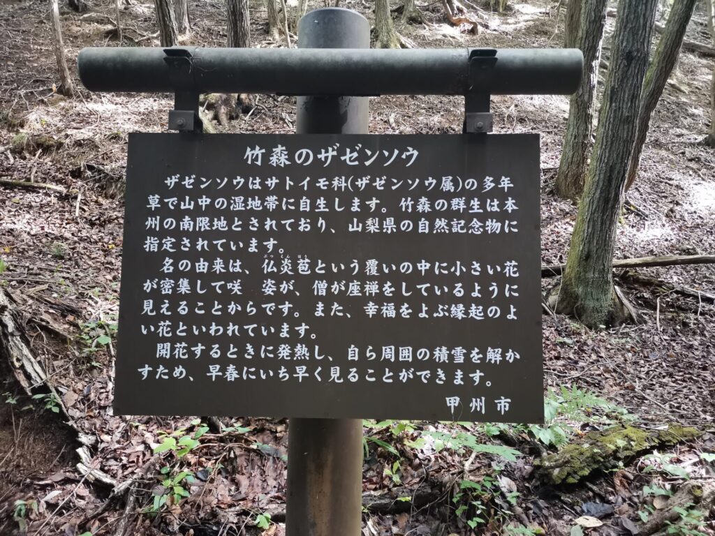 ザゼンソウ