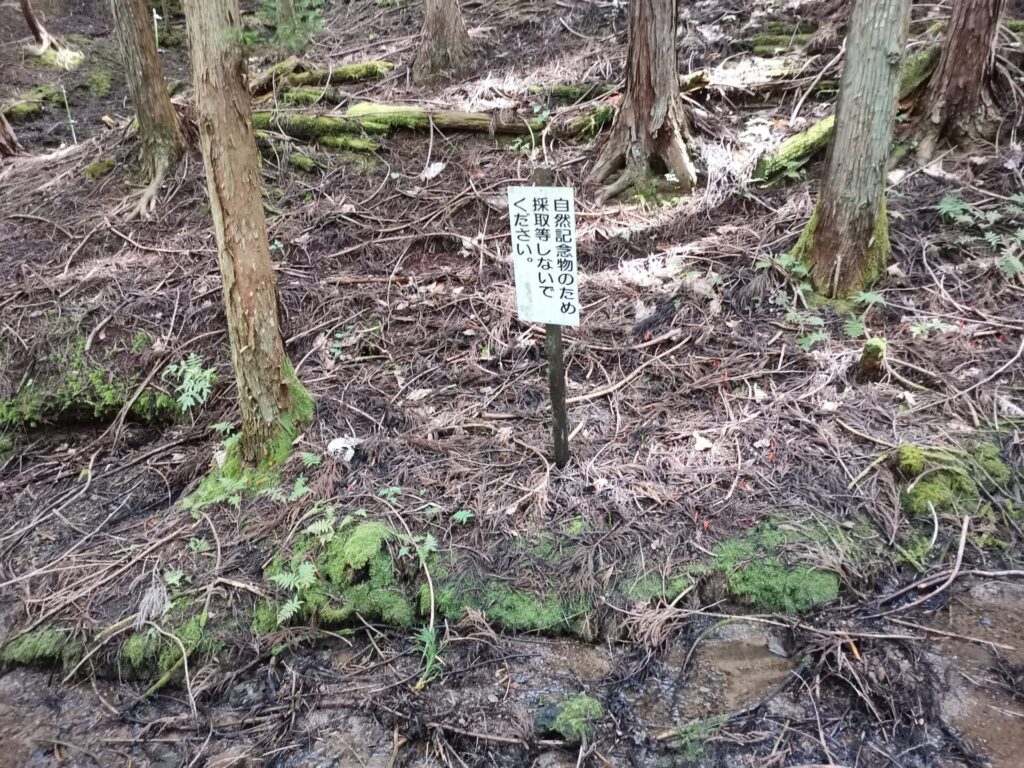 自然記念物 採取 禁止