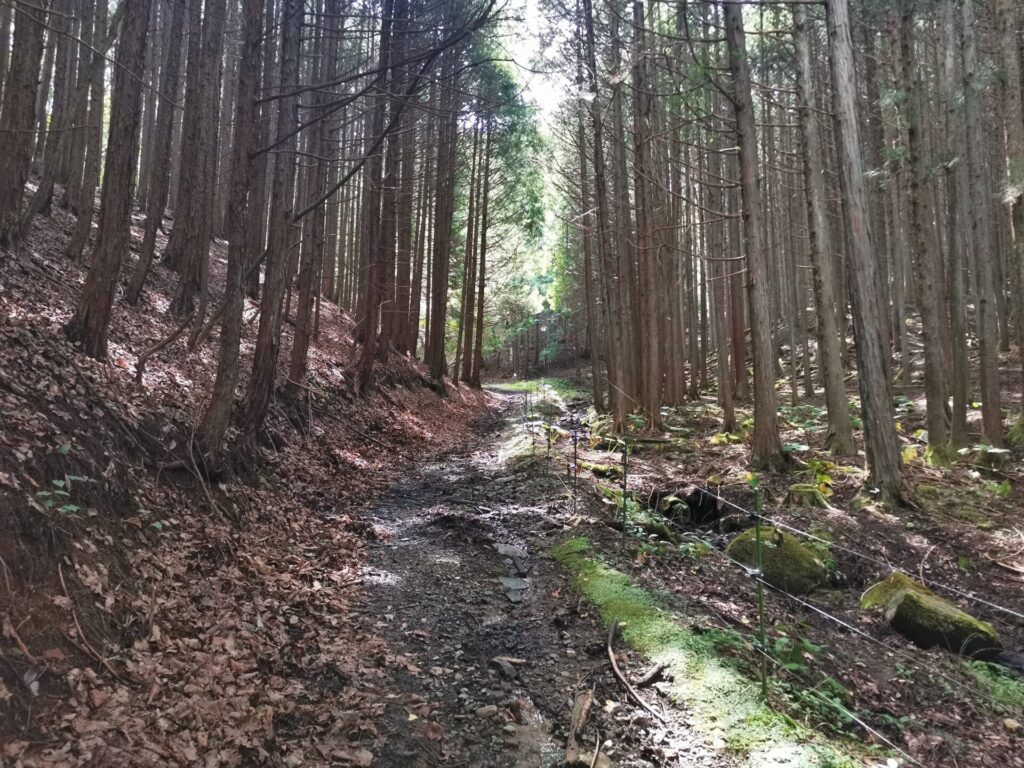 登山道