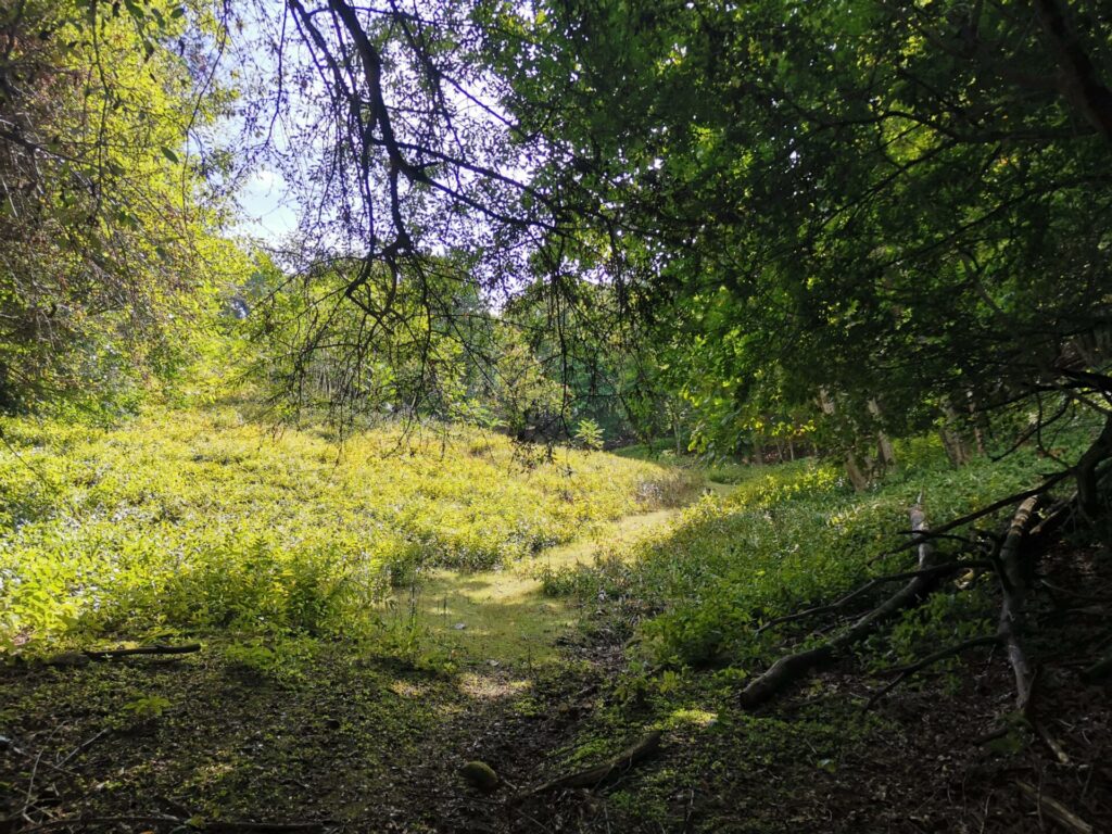 登山道
