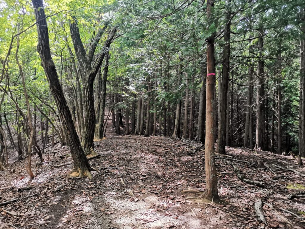 登山道
