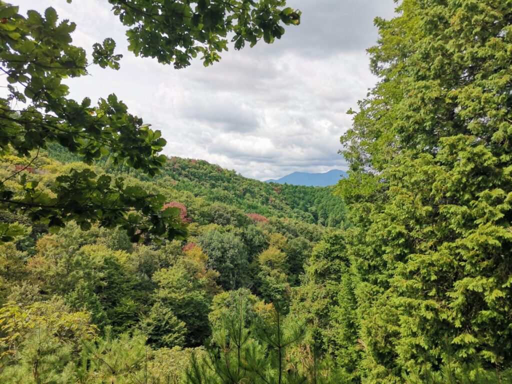 山
