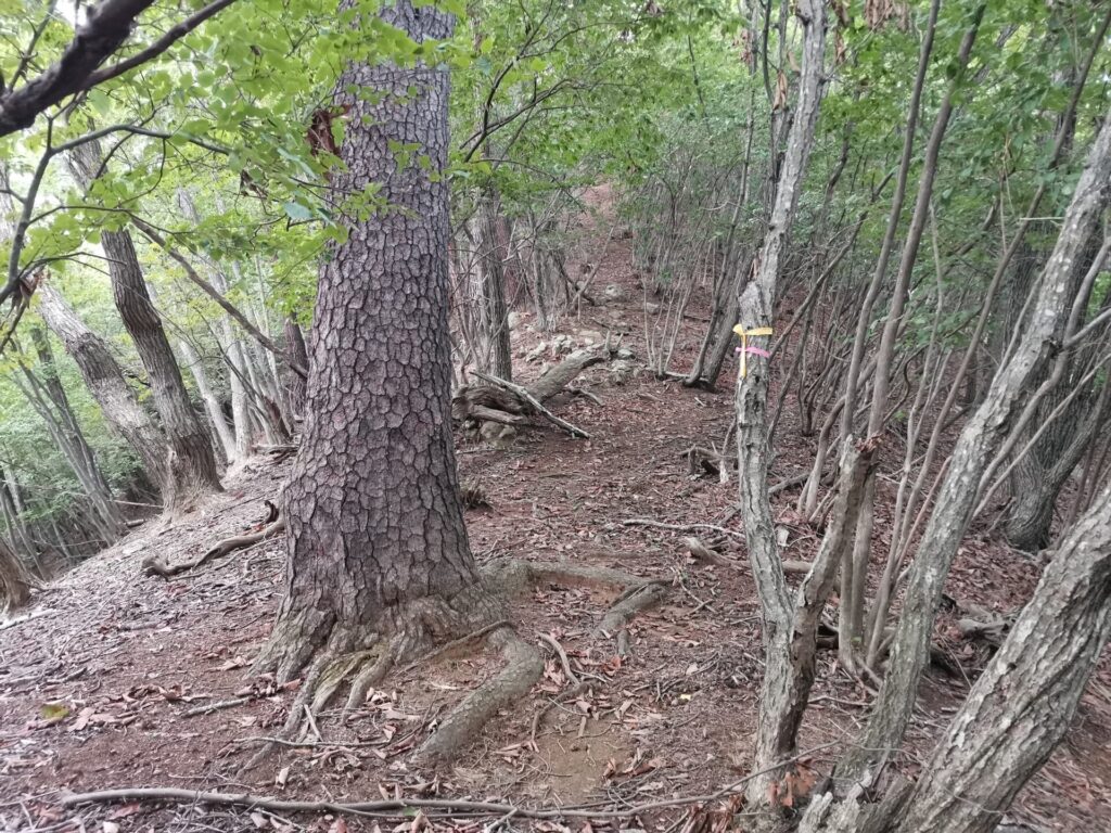 登山道