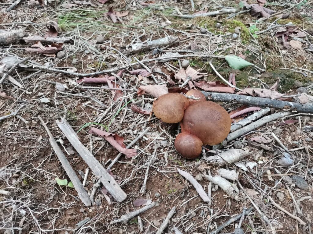 キノコ