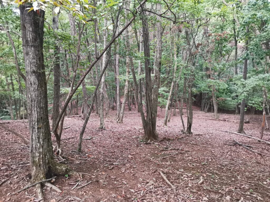 登山道