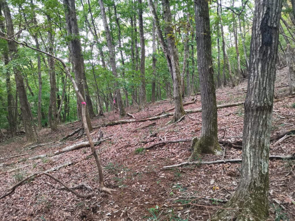 登山道