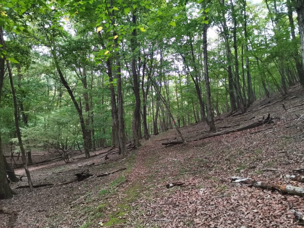 登山道