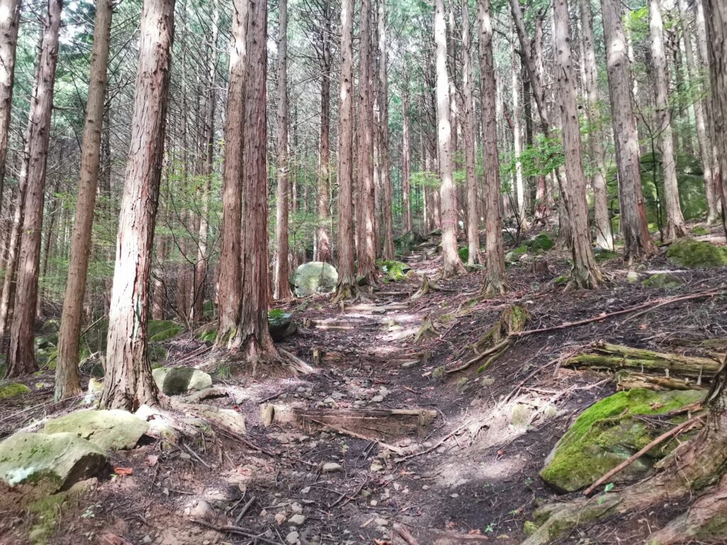 登山道 岩