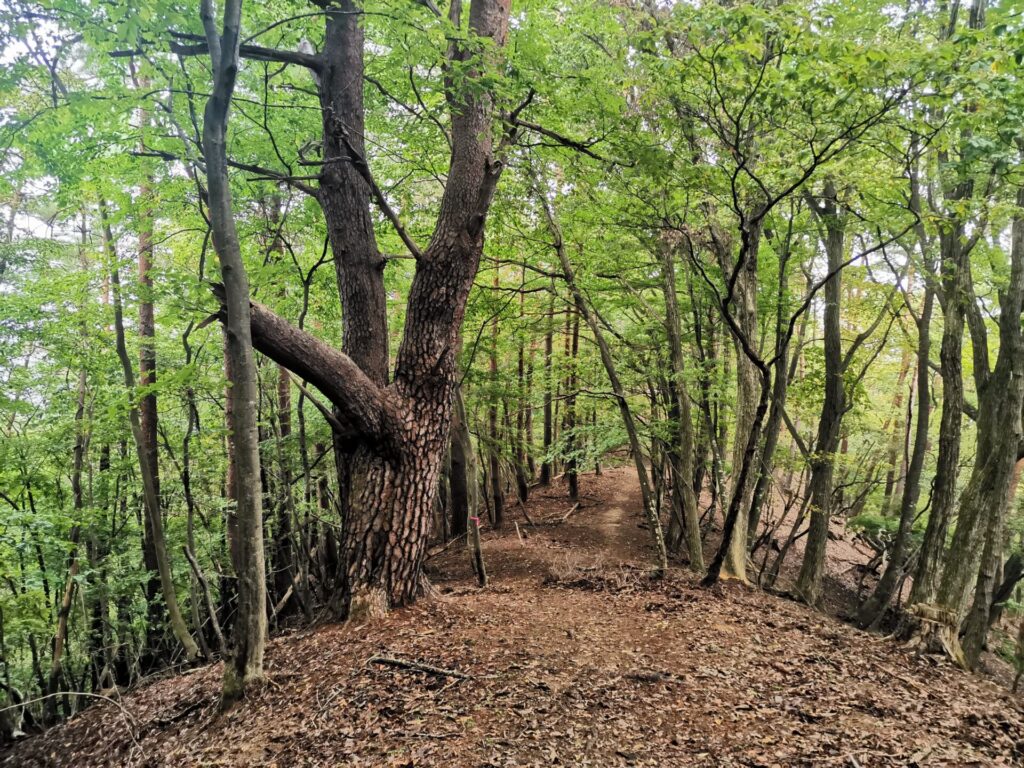 登山道