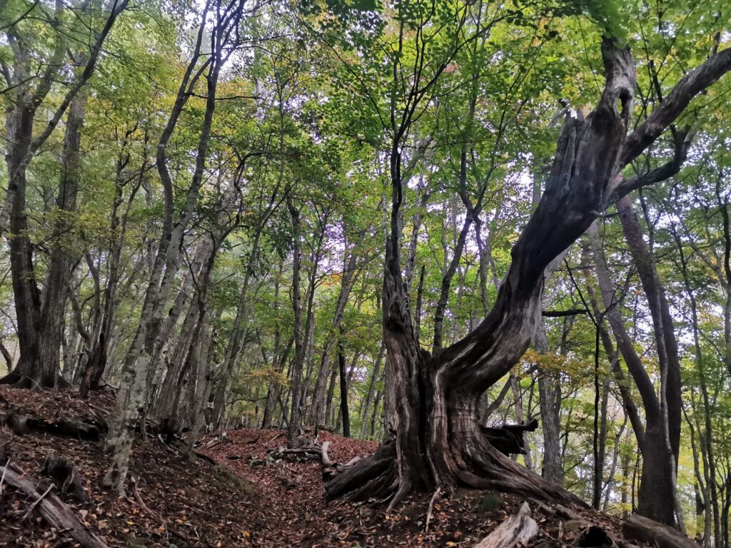 登山道