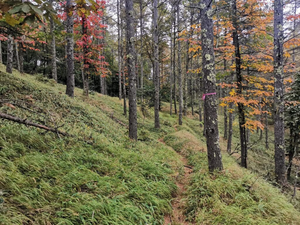 登山道