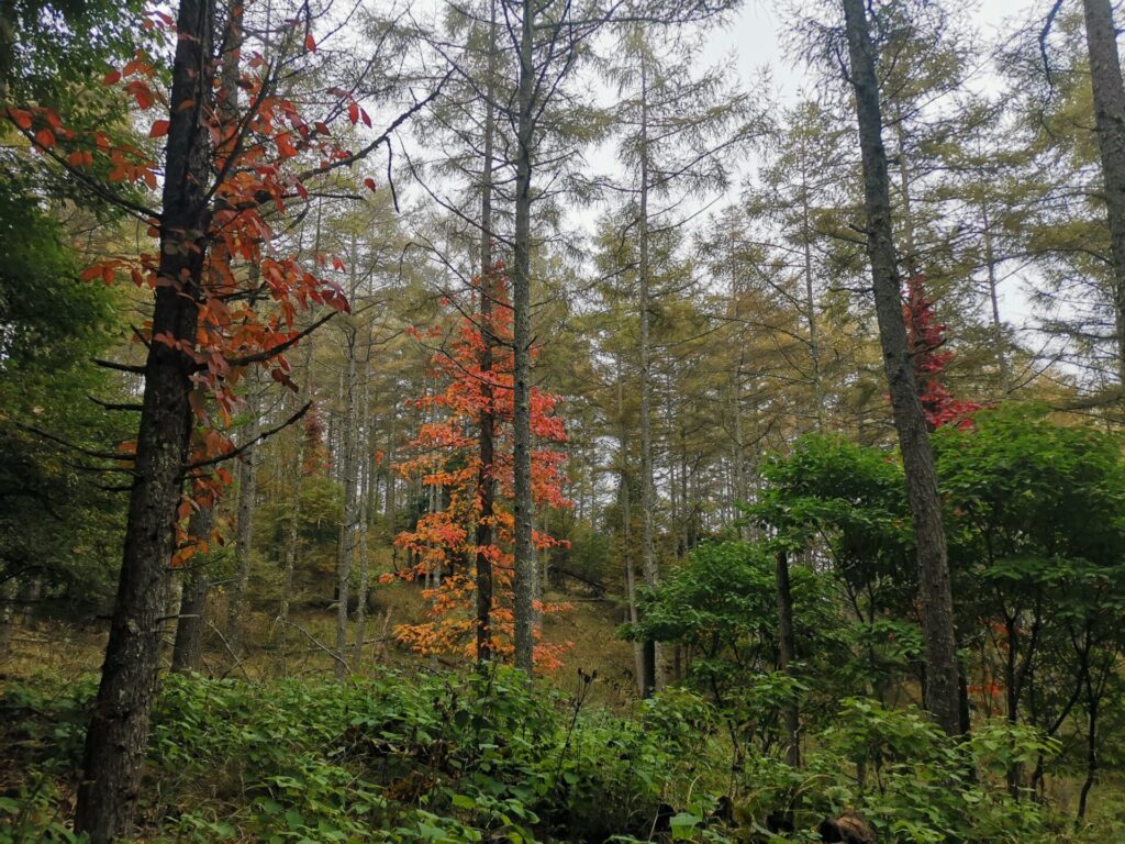 紅葉