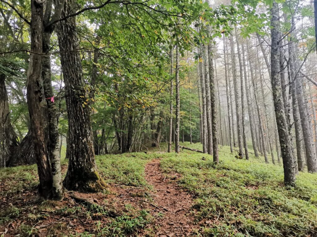 登山道
