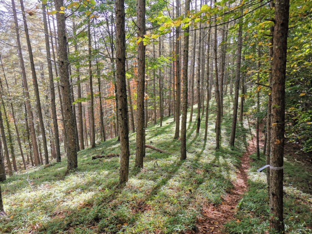 登山道