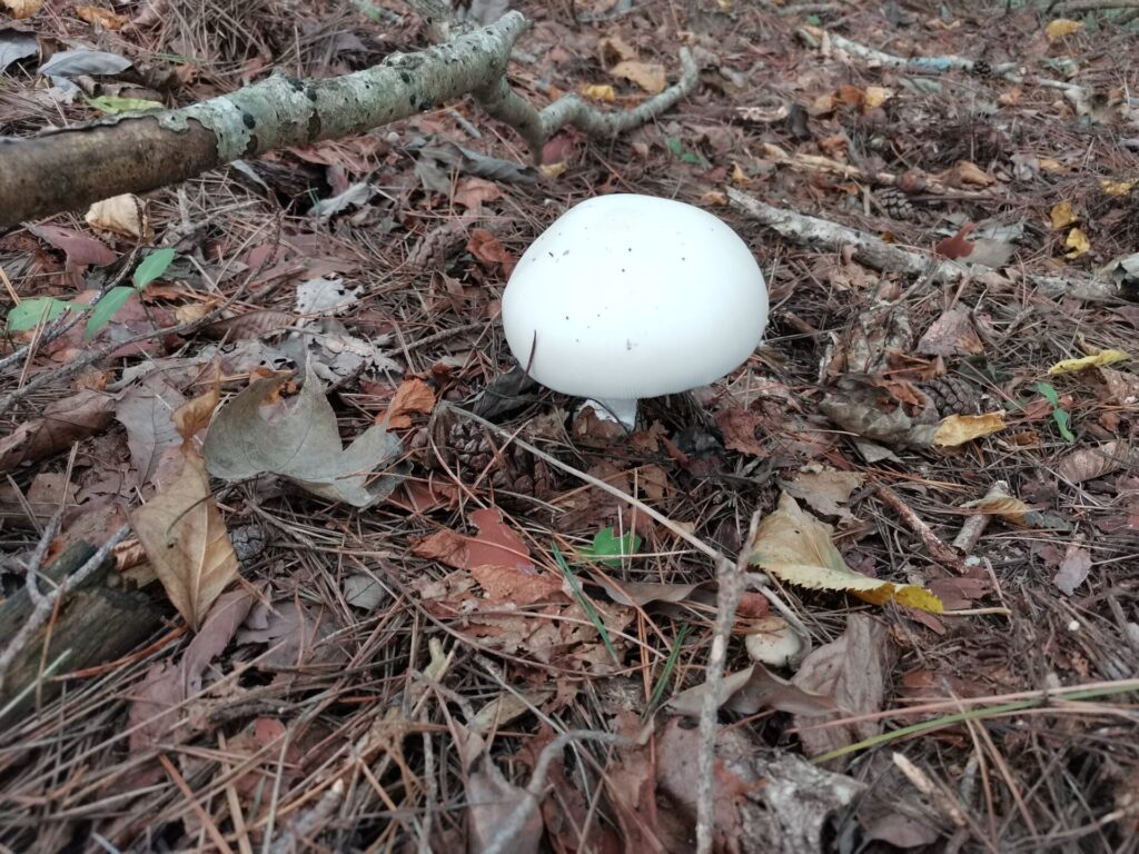 キノコ