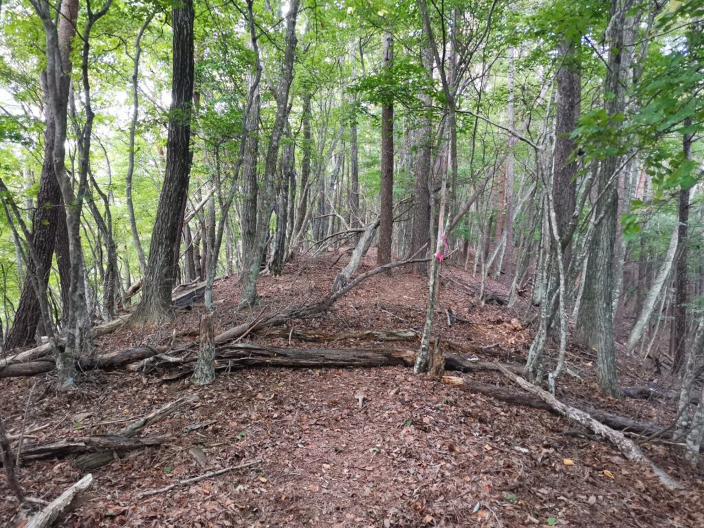 登山道 倒木