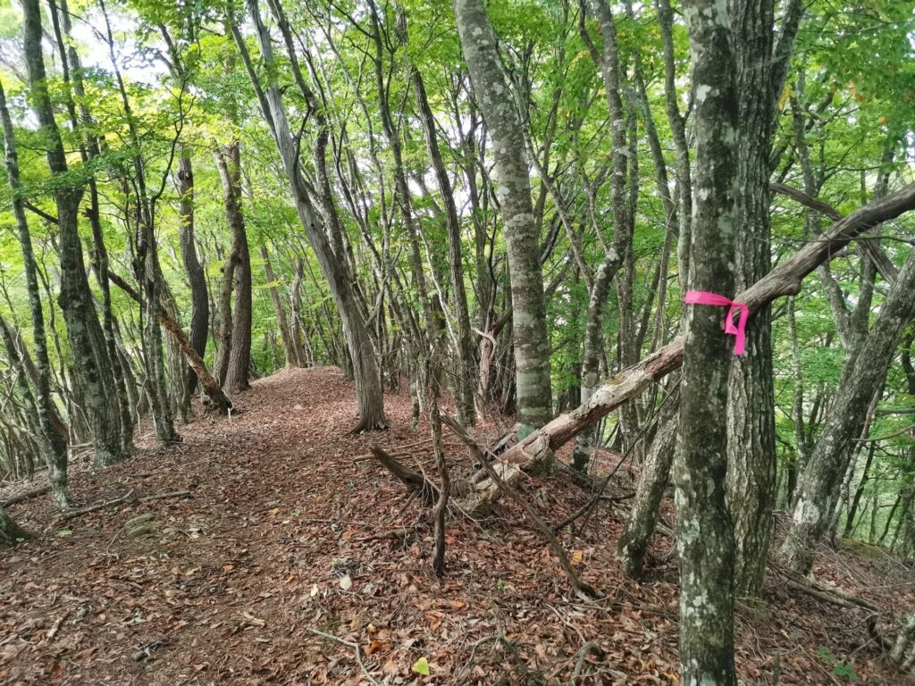 登山道