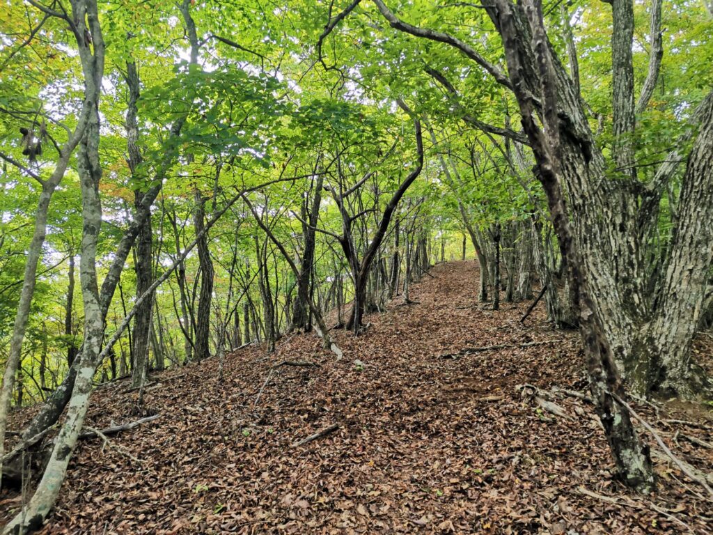 登山道 落ち葉