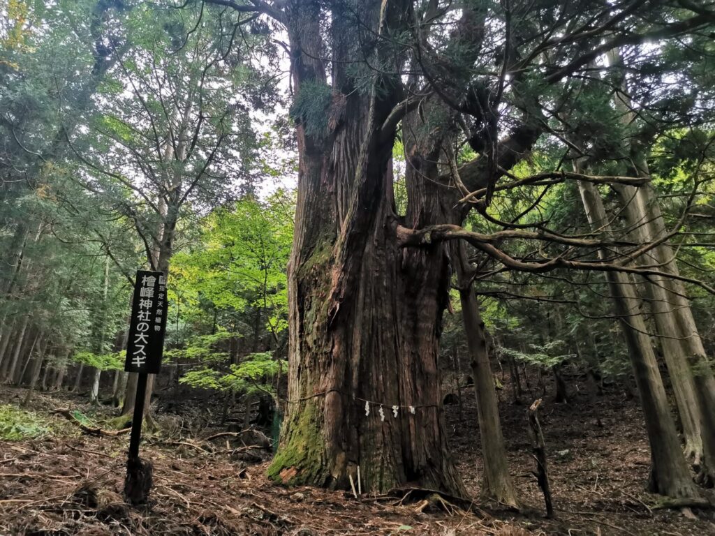 檜峯神社 大スギ